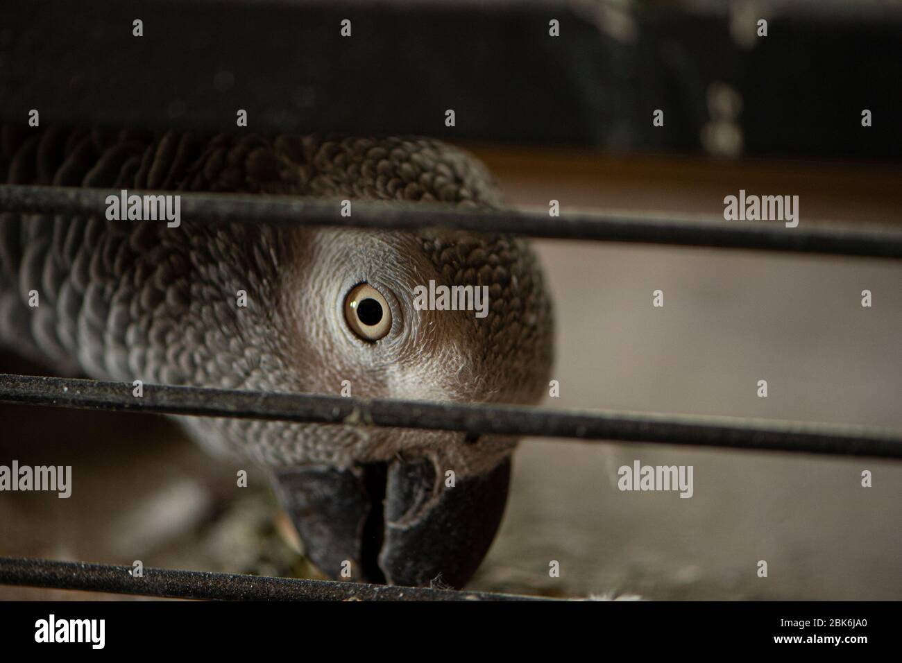 Perroquet gris africain (Congo) Banque D'Images