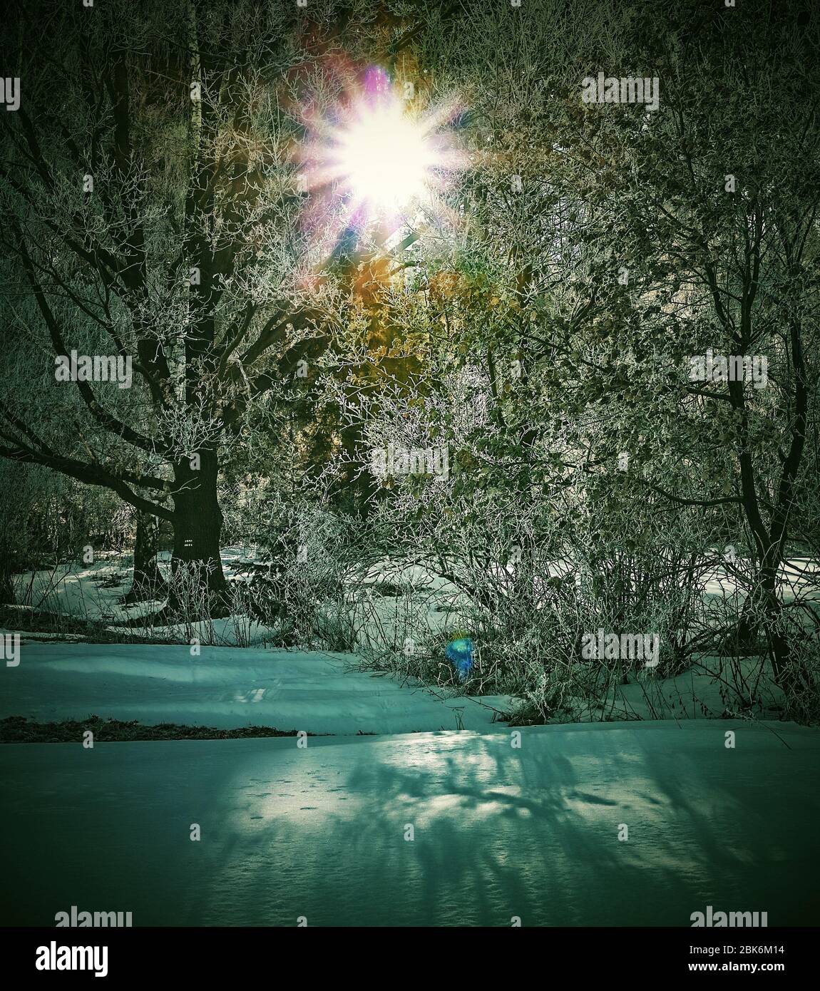 Le soleil de forêt de wintry a gelé arbres Banque D'Images