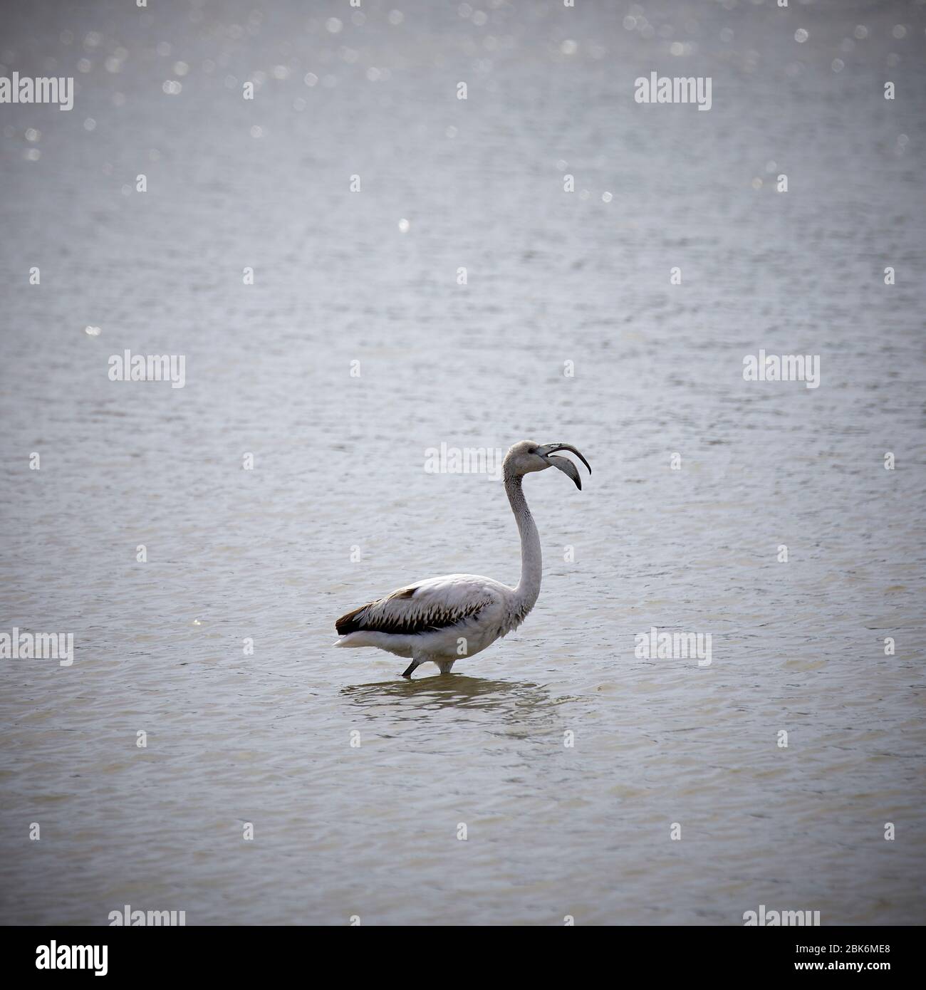 Flamants aux lacs Salina à San Pedro del Pinatar, Espagne. Banque D'Images