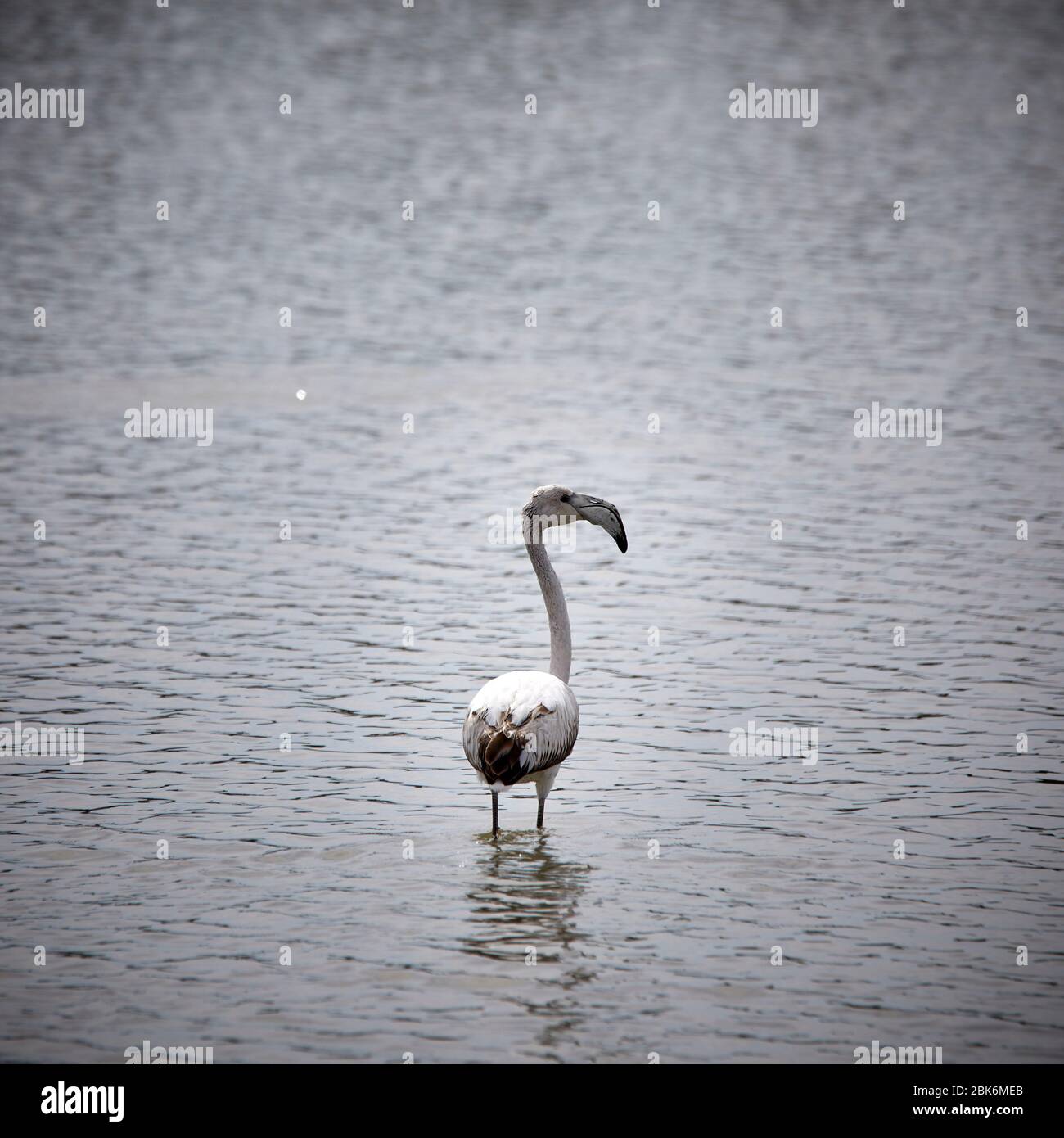 Flamants aux lacs Salina à San Pedro del Pinatar, Espagne. Banque D'Images