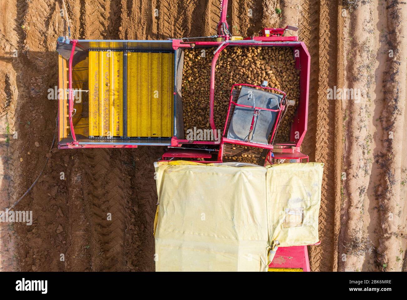 Grande récolteuse de pommes de terre tirée par un tracteur traitant un limon, avec des pommes de terre mûres tombant de la table de ramassage et de la courroie de convoyeur dans un seau de stockage. Banque D'Images