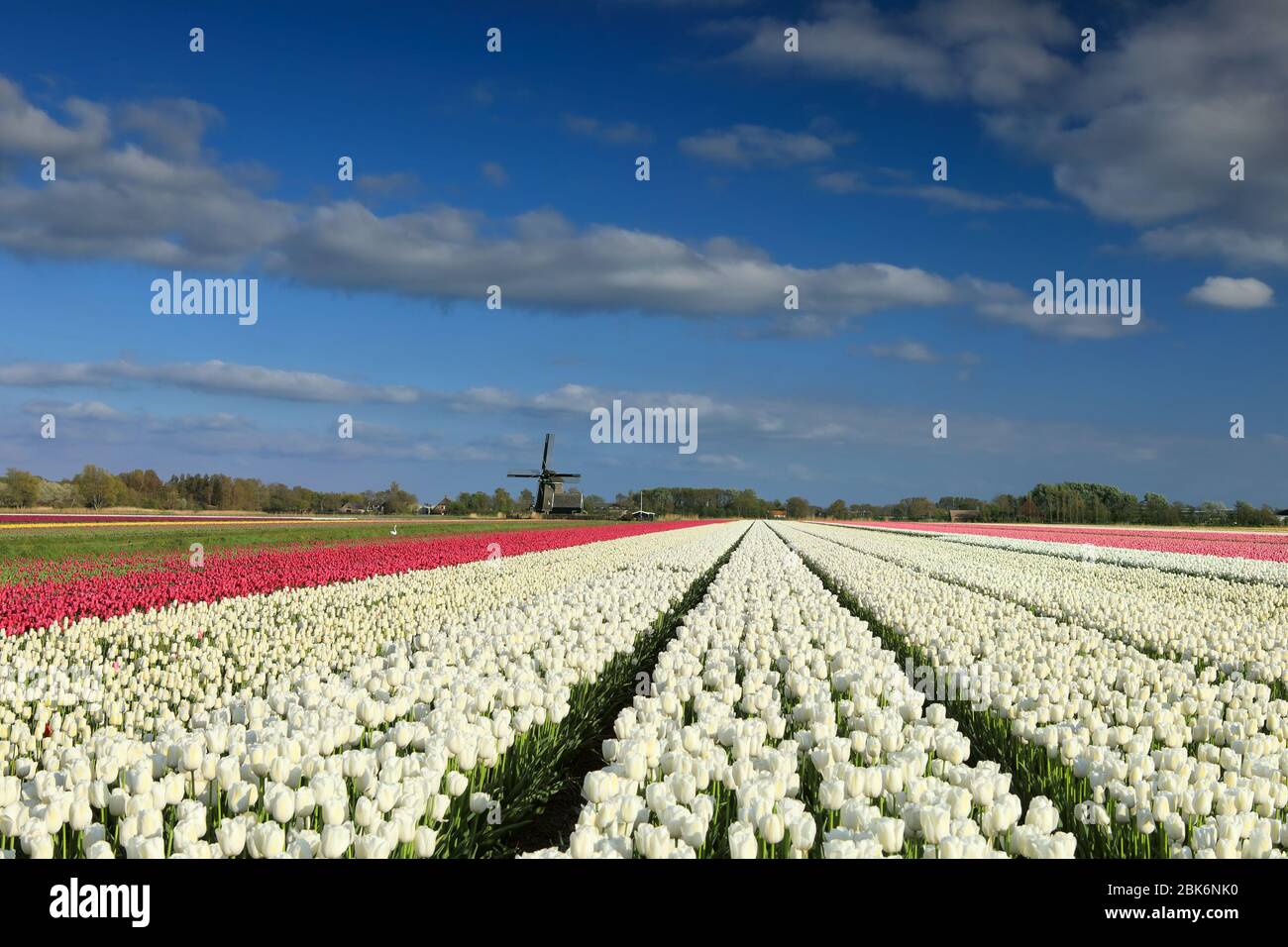 tulipes blanches et roses par moulin à vent le jour ensoleillé Banque D'Images