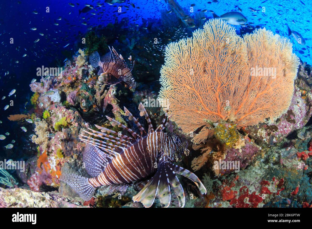 Un superbe Lionfish coloré entouré de coraux et de poissons tropicaux sur un récif sain Banque D'Images