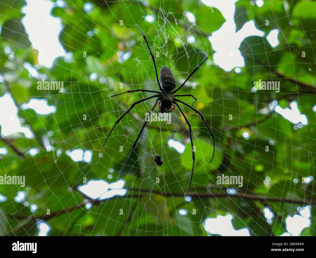 Big Spider dans un web sur Fraser Island, Australie Banque D'Images