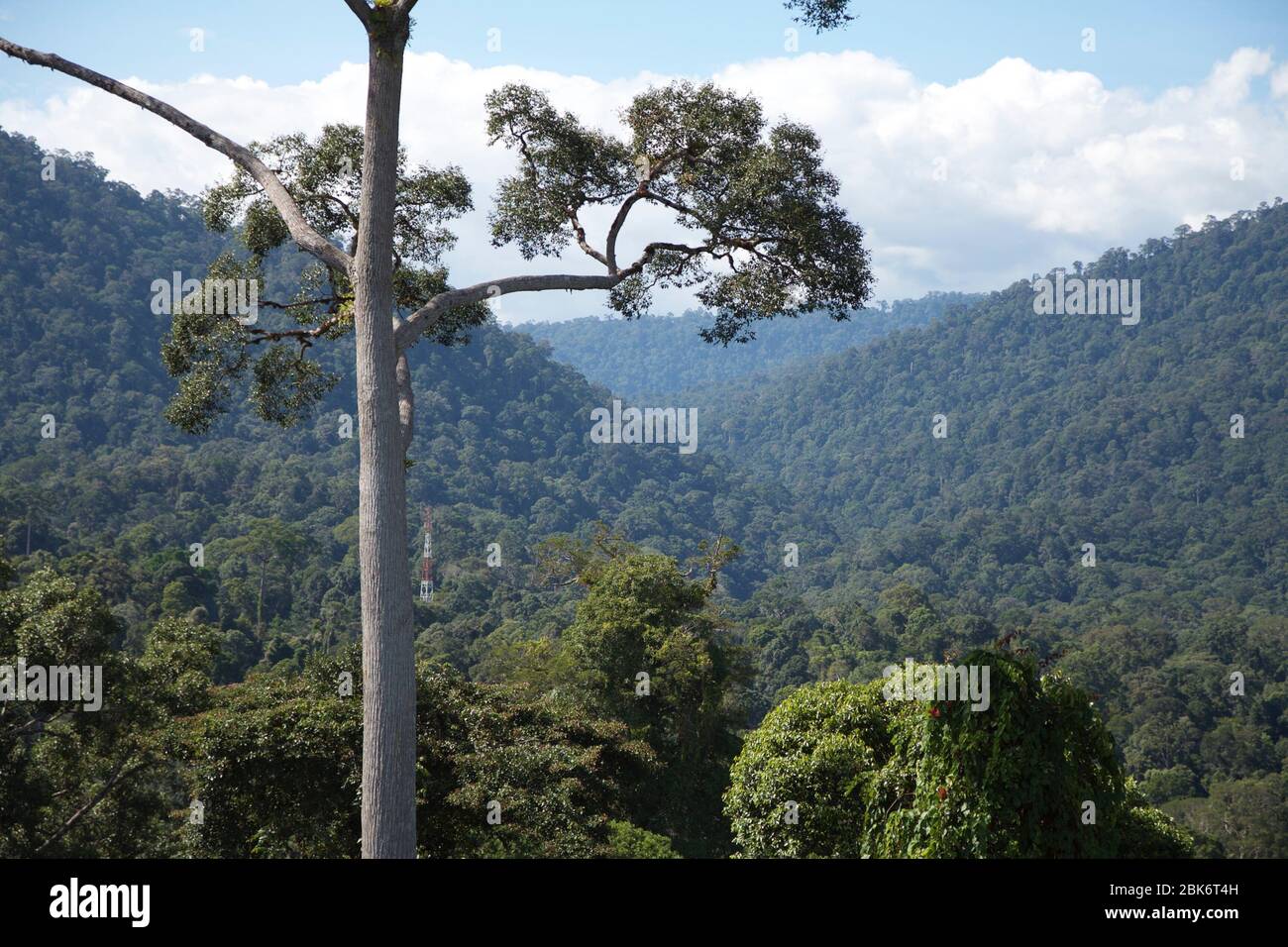 Arbres et vue du paysage de la zone de conservation du bassin de Maliau, Sabah, Malaisie Banque D'Images