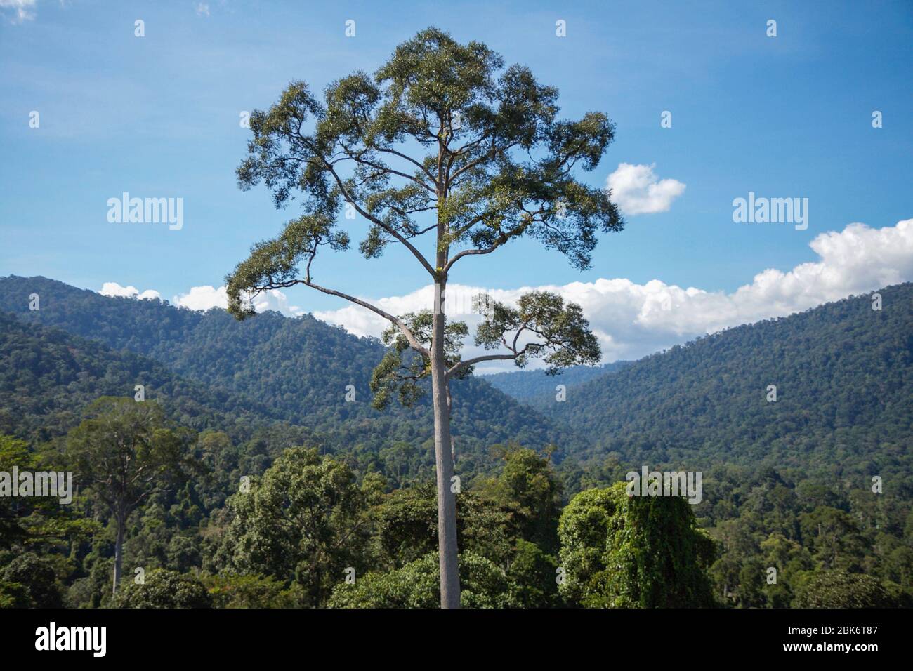 Arbres et vue du paysage de la zone de conservation du bassin de Maliau, Sabah, Malaisie Banque D'Images