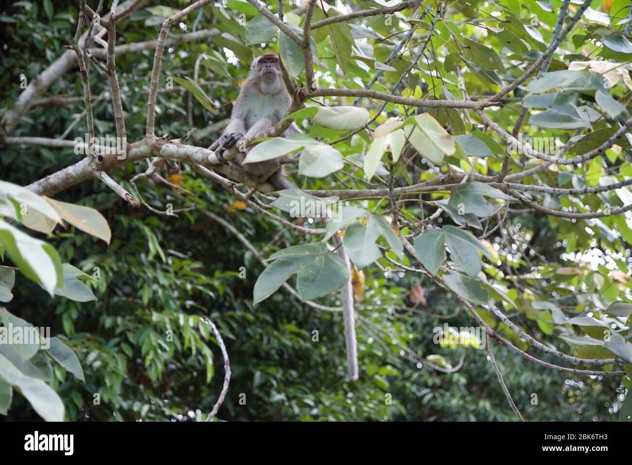 Macaque à longue queue, bâtiment de réception et d'information du bassin de Maliau, zone de conservation du bassin de Maliau, Sabah, Malaisie Banque D'Images