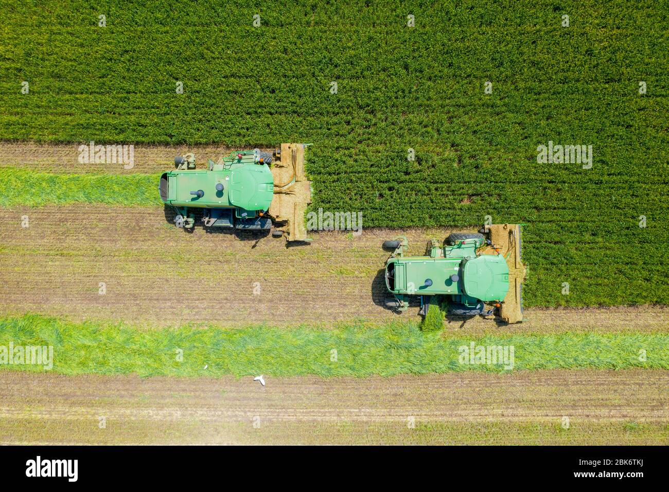 Moissonneuse-batteuse John Deere traitant un grand champ de blé pour l'ensilage, vue aérienne. Banque D'Images