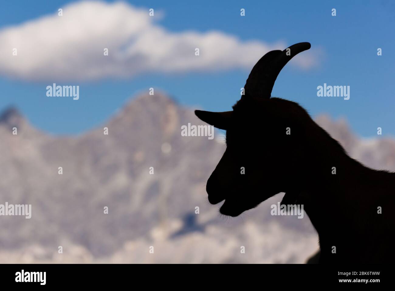 Silhouette de chèvre alpin avec paysage de montagne en arrière-plan (Schladming, Autriche) Banque D'Images