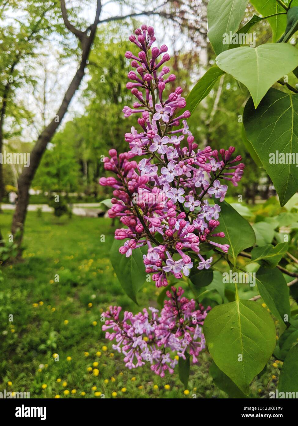 Syringa vulgaris branche en fleur avec des fleurs pourpres sur une journée de printemps Banque D'Images