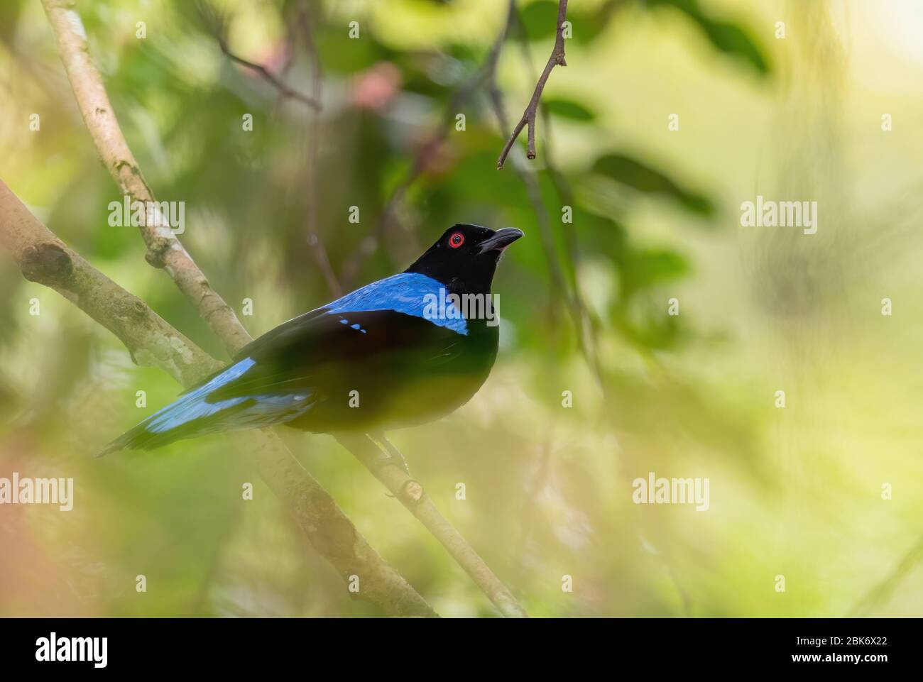 Oiseau bleu de la fée asiatique - Irena puella, magnifique oiseau bleu perching des forêts et des terres boisées de l'Asie du Sud-est, Mutiara Taman Negara, Malaisie. Banque D'Images