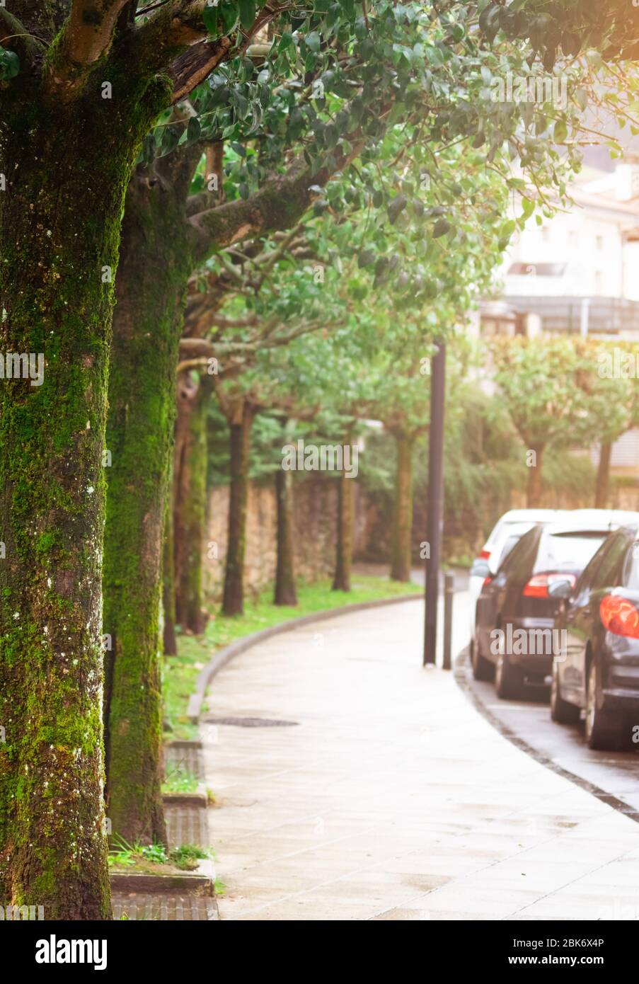 Trottoir piétonnier vide. Vieux arbres avec mousse et lichen à côté de la chaussée et de la rue. Voitures garées sur le parking en bord de route. Vieux arbres sur la route courbe. Banque D'Images