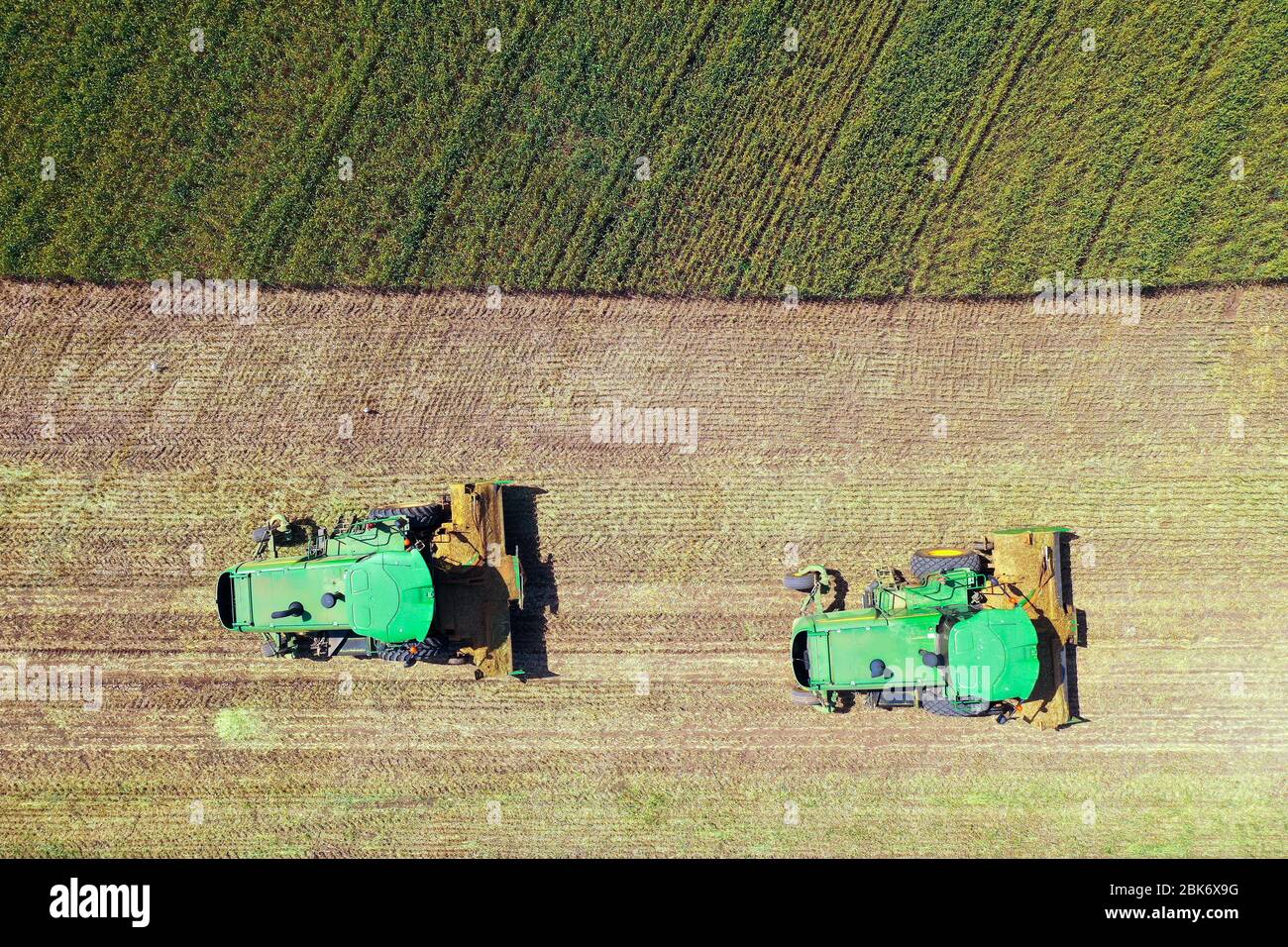 Moissonneuse-batteuse John Deere traitant un grand champ de blé pour l'ensilage, vue aérienne. Banque D'Images