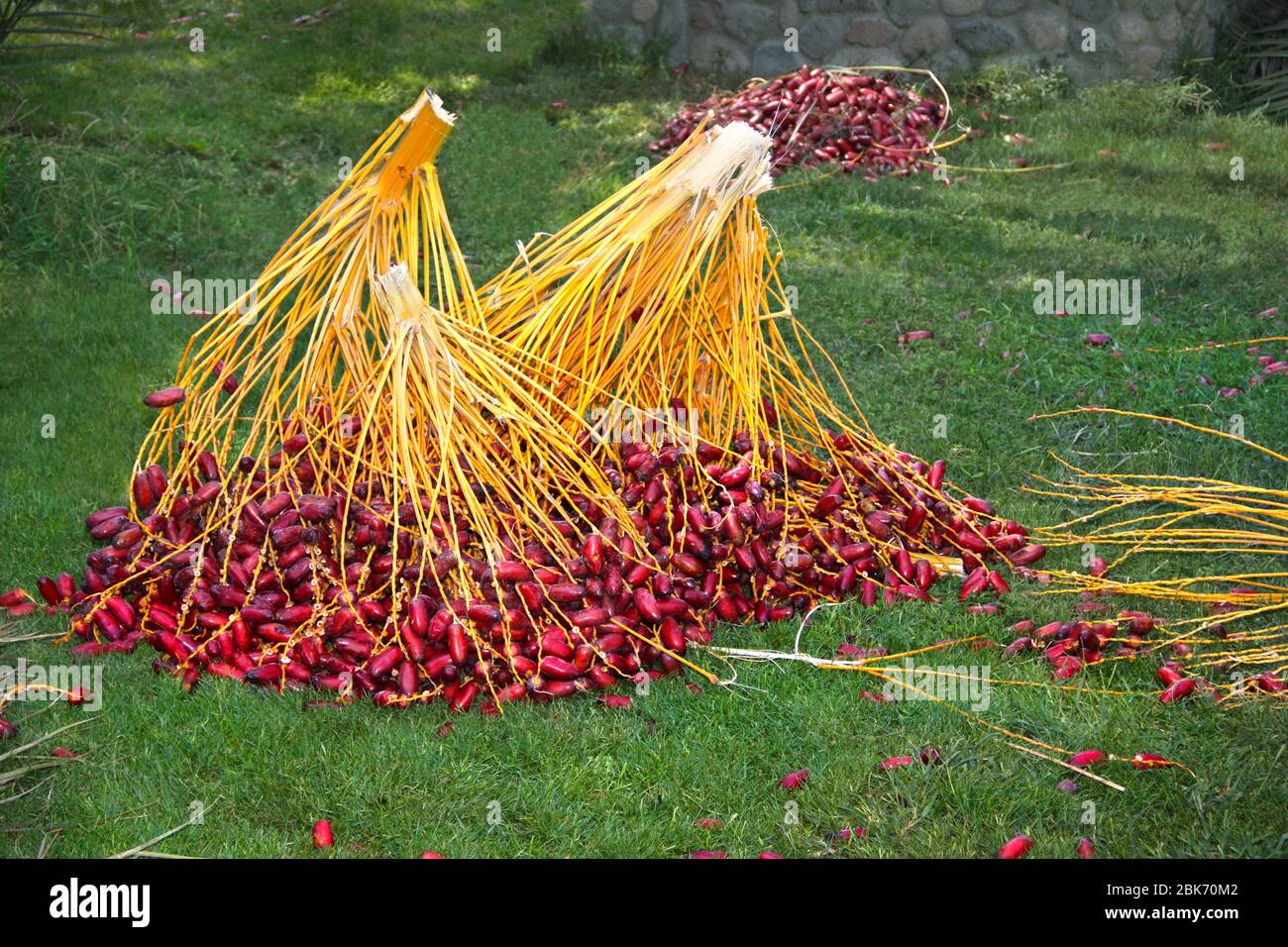 Dates de récolte. Cuisine égyptienne. Branches de la palmier rouge de date. Couper les branches de la paume de la date. Alimentation africaine. Fruits tropicaux. Date rouge mûre. Dactylifer de Phoenix Banque D'Images