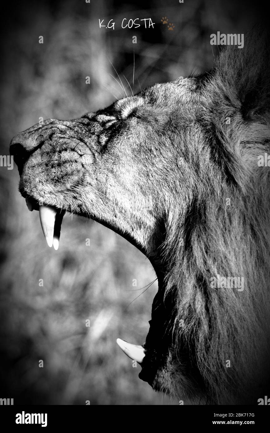 Lion Qui Rugit Noir Et Blanc Lion blanc rugissant Banque de photographies et d'images à haute résolution  - Alamy