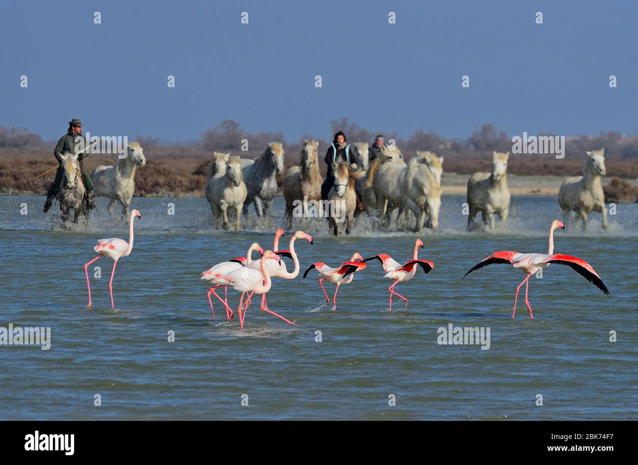 Le Grand Flamingos (Phoenicopterus roseus) et les chevaux blancs de Camargue sont parcourus par le marais Camargue Provence France Banque D'Images