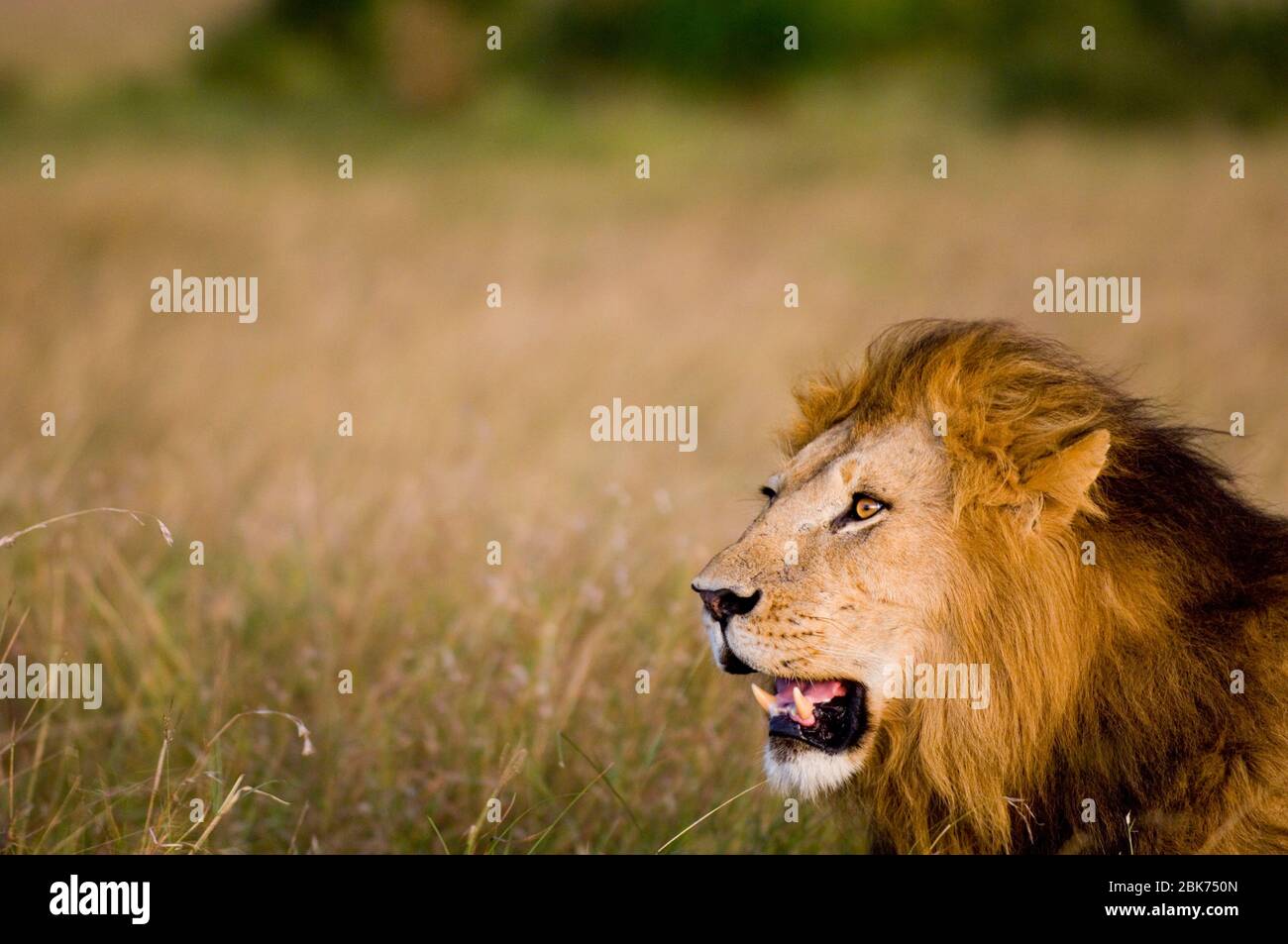 Lion (Panthera leo) Masai Mara Kenya Banque D'Images