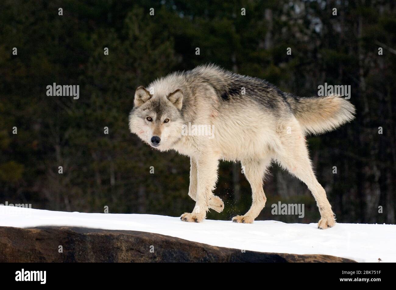 Wolf Canus lupus Minnesota N.America Janvier Banque D'Images