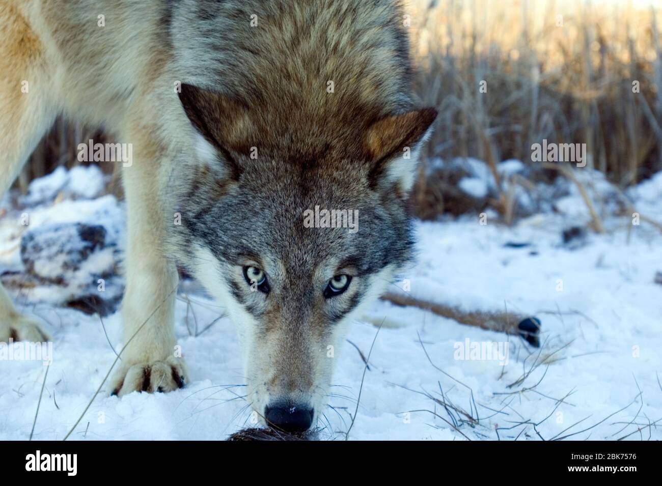 Wolf Canus lupus à tuer Minnesota N Amérique Janvier Banque D'Images
