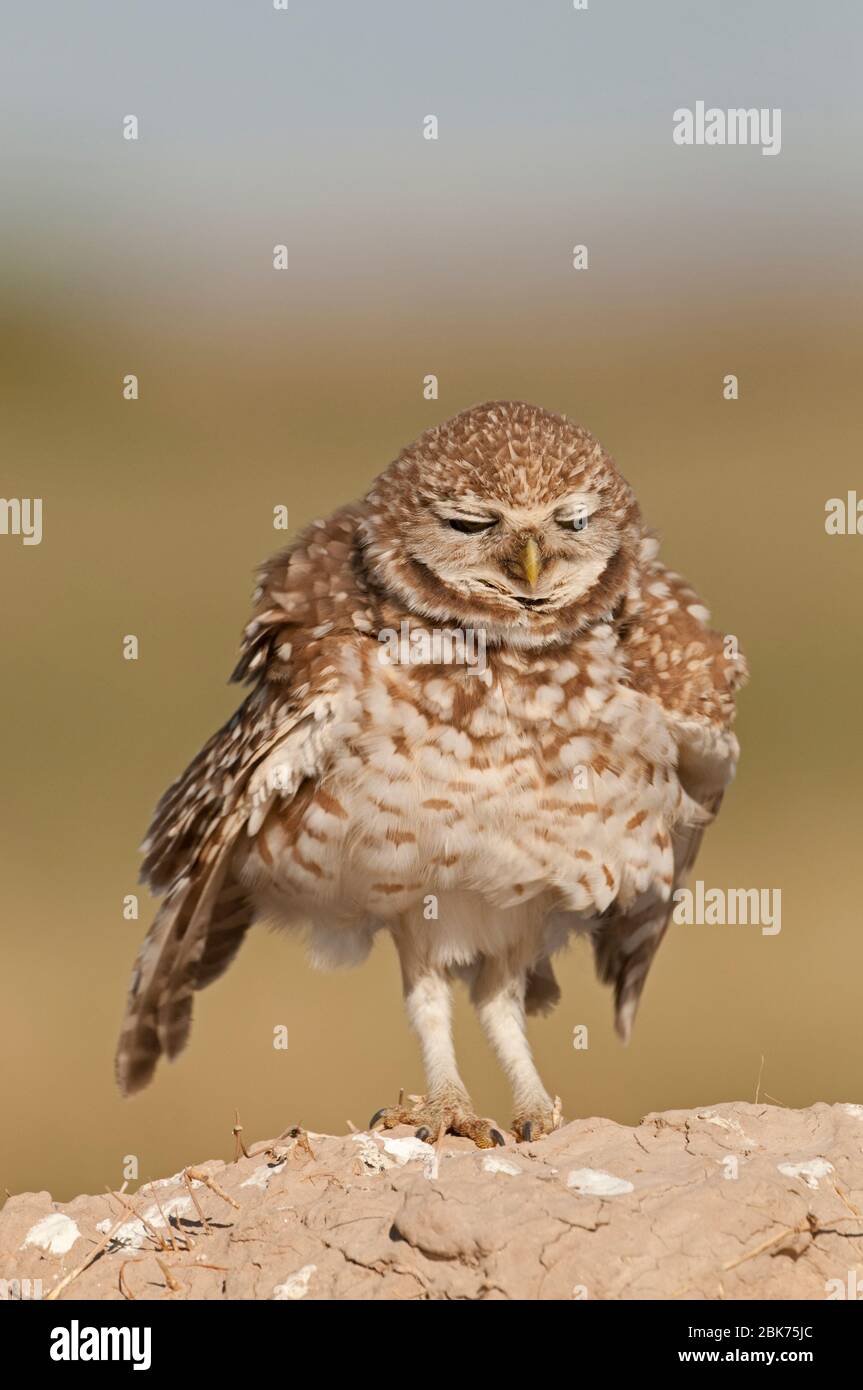 Burramer Owl Athene cunicularia Salton Sea California USA avril Banque D'Images