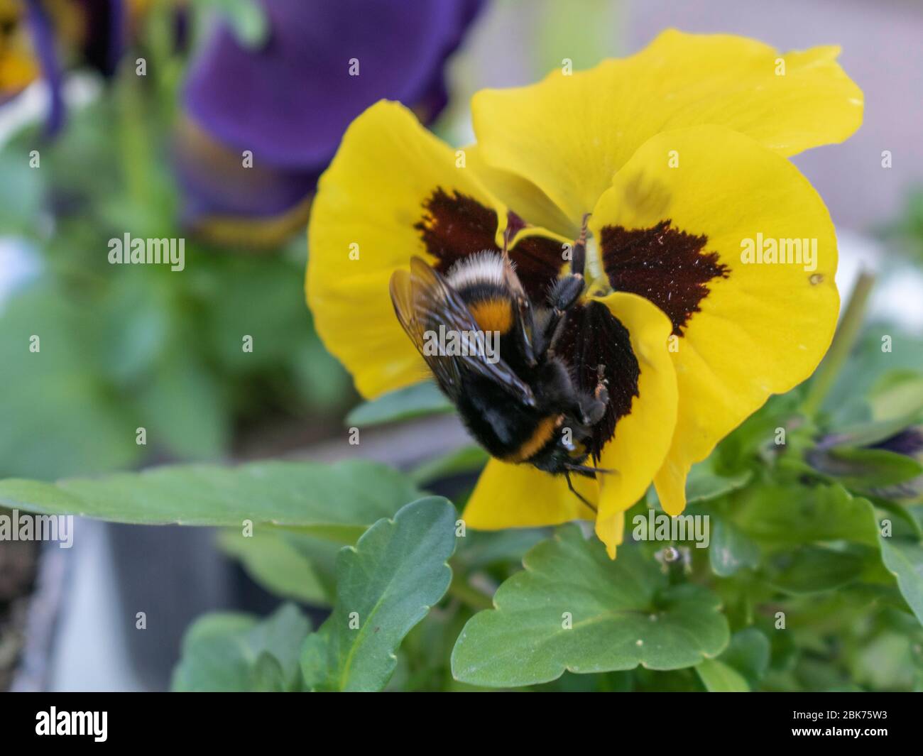 Bumblebee sur fleur de pansy de jardin jaune, Bombus terrestris recherche Banque D'Images