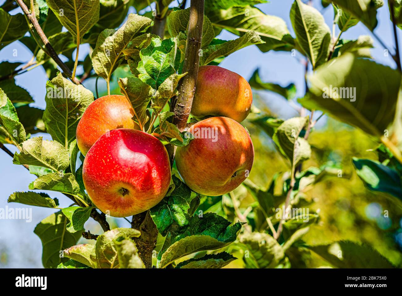 Gros plan d'un groupe de pommes rouges bio bio bio qui poussent sur les branches d'un pommier dans une orchidée Banque D'Images
