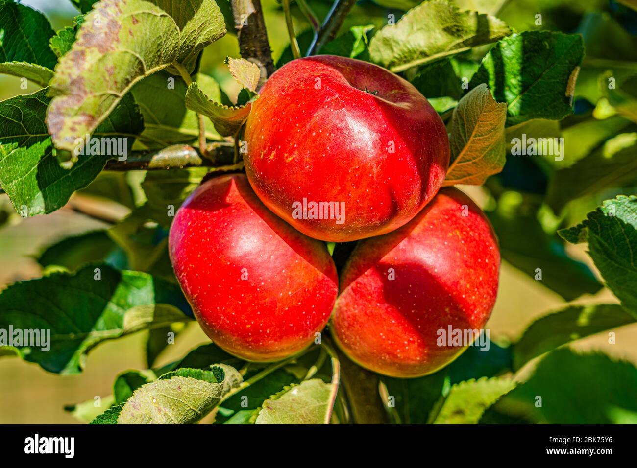 Gros plan d'un groupe de pommes rouges bio bio bio qui poussent sur les branches d'un pommier dans une orchidée Banque D'Images