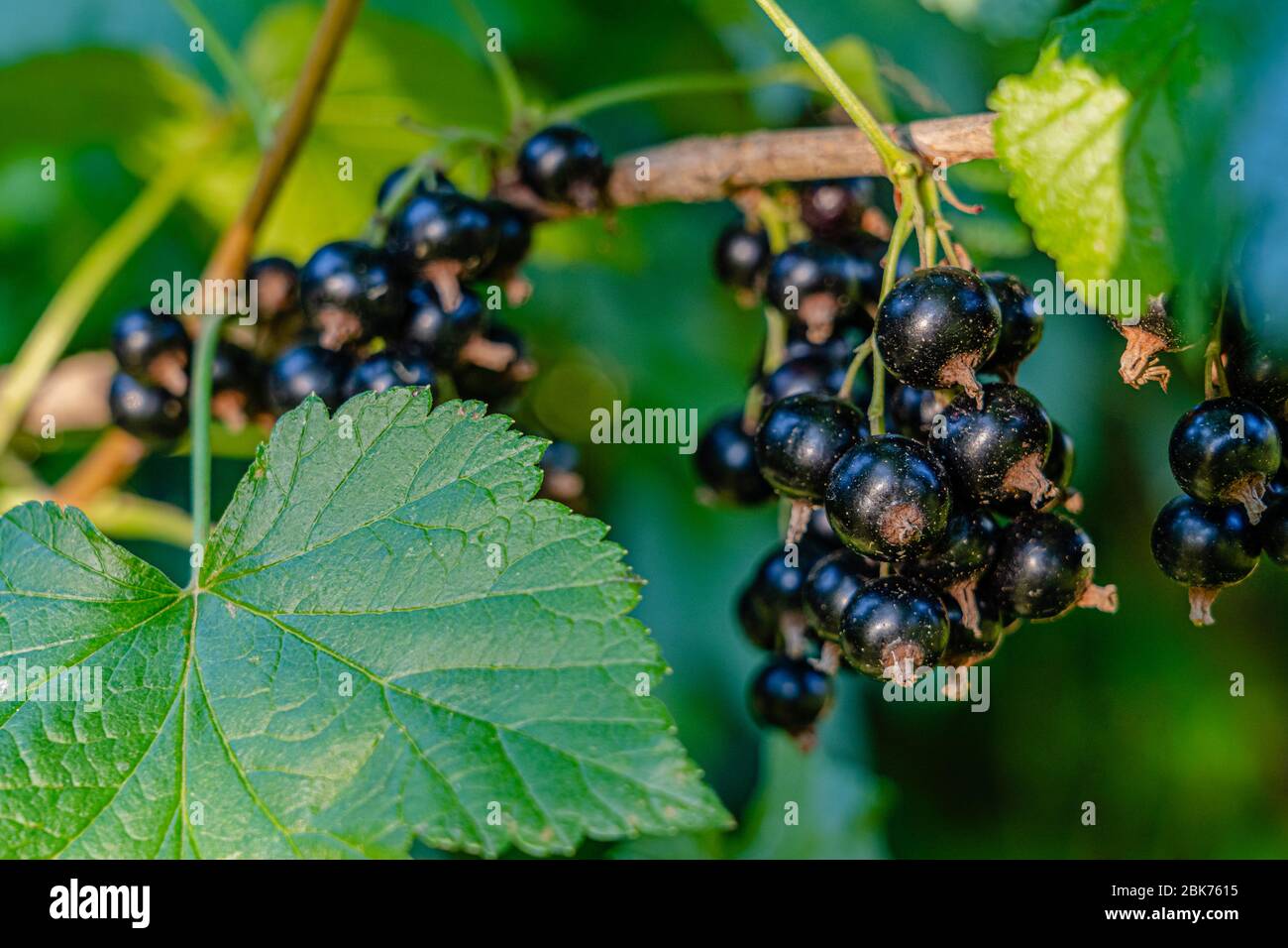 Un groupe de brunissement par le chantage sur une branche de l'agriculture biologique, nom scientifique: ribes nigrum dans la famille des Grossolariaceae Banque D'Images