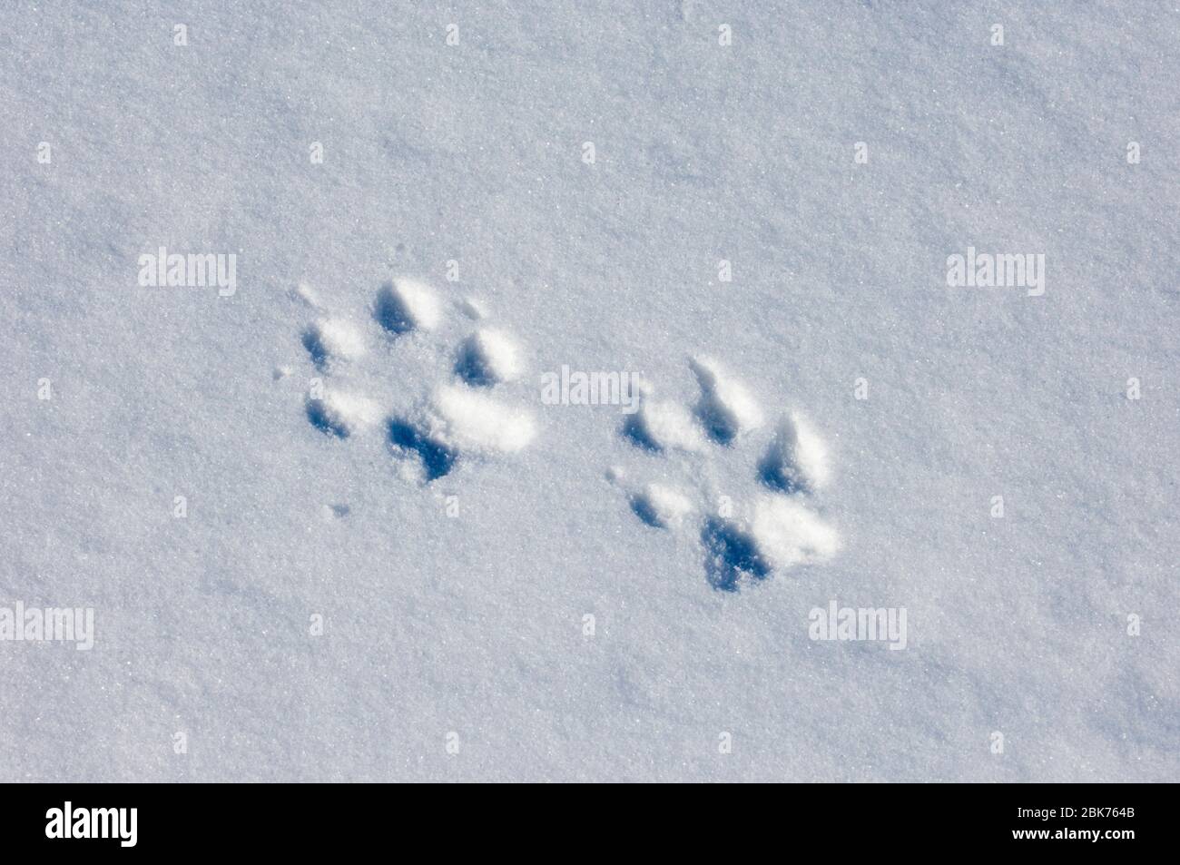 Empreintes de loup dans la neige Banque de photographies et d’images à