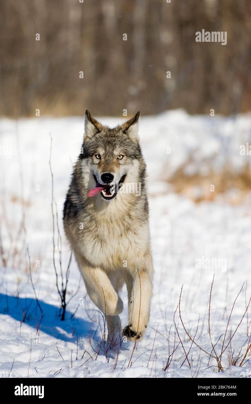 Wolf Canus lupus Minnesota N Amérique Janvier c Banque D'Images