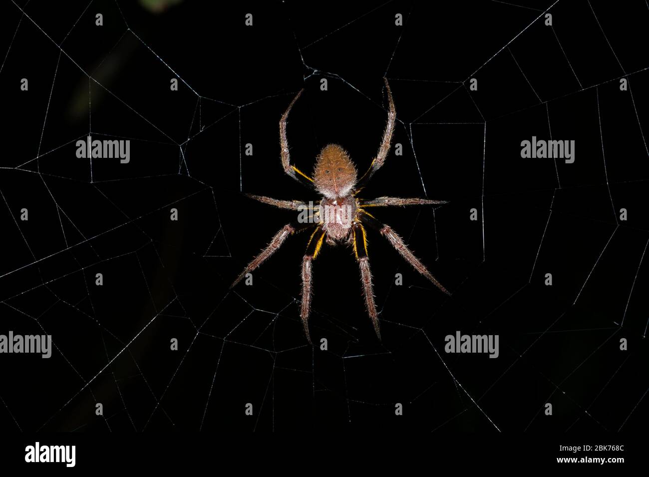 Orb Spider Tissage sp. Araneida sp. Amazon Rainforest Iquitos Perou Banque D'Images