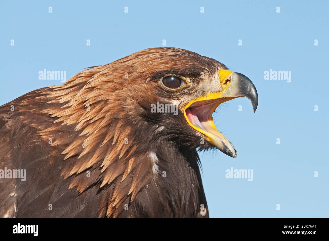 Golden Eagle Aquila chrysaetos appelant la Mongolie Banque D'Images
