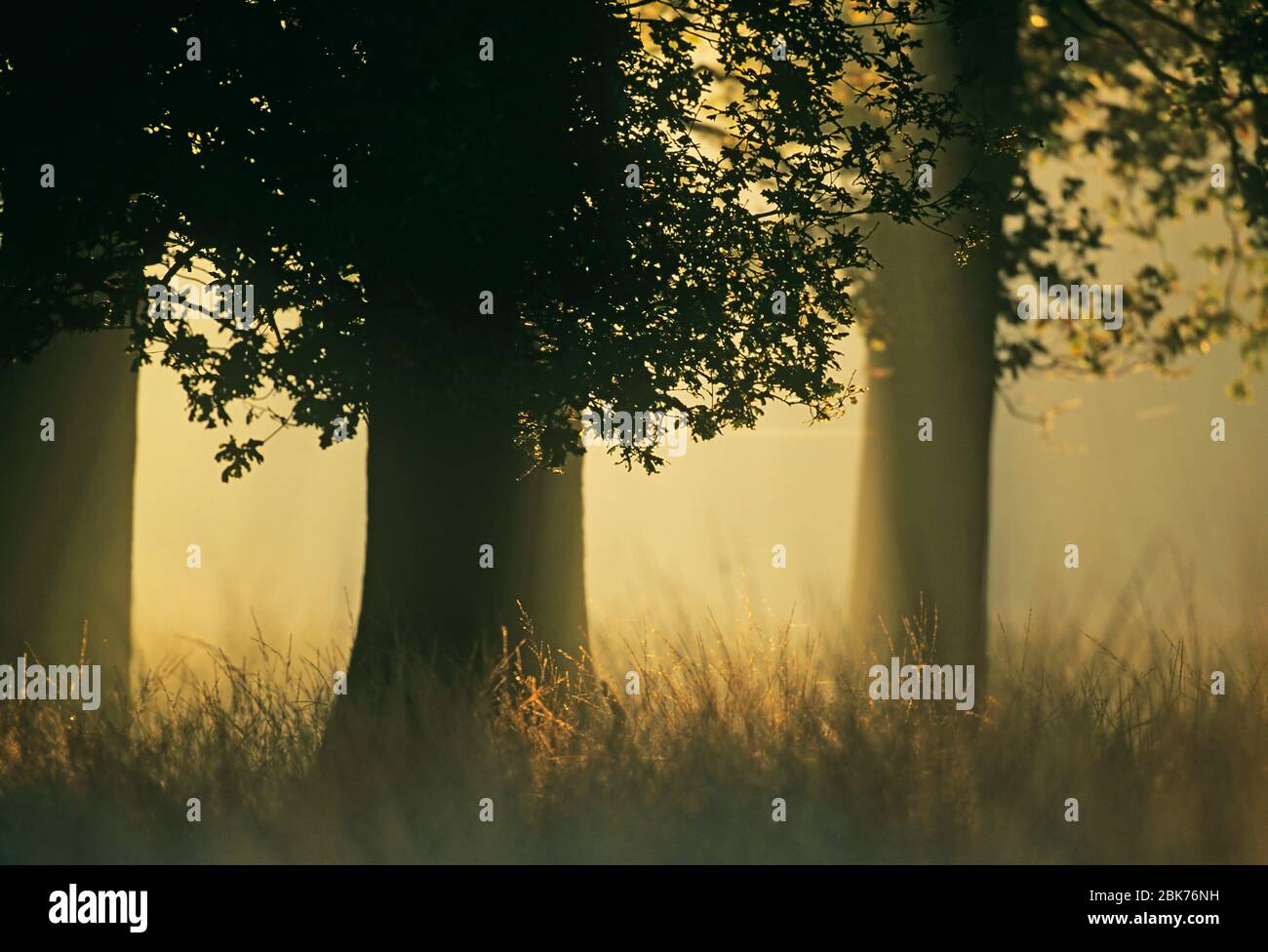 Bordure de forêt de chênes à l'aube de l'automne dans le Kent UK Banque D'Images