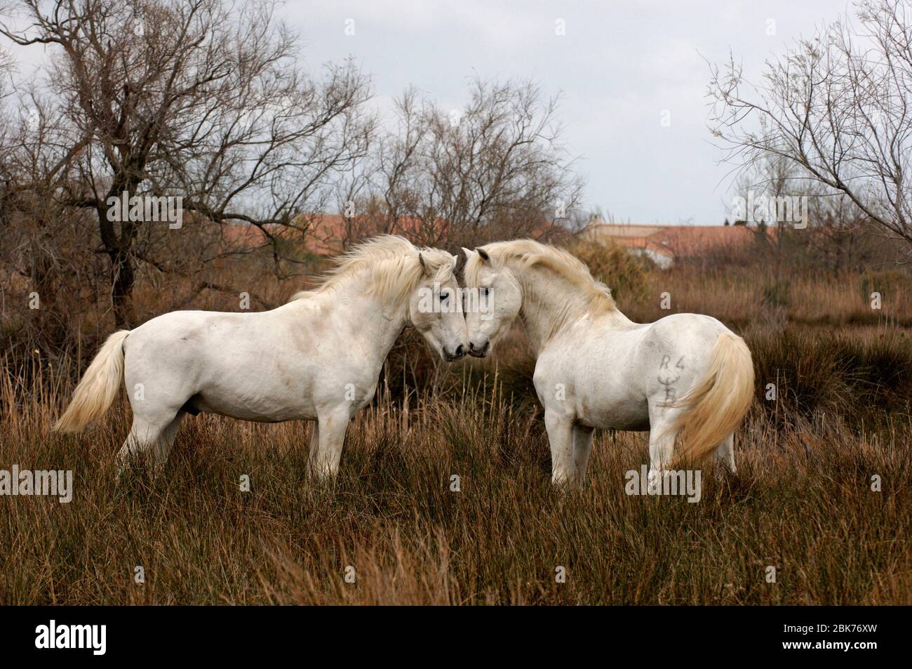 Camargue chevaux blancs tiges Camargue France Banque D'Images