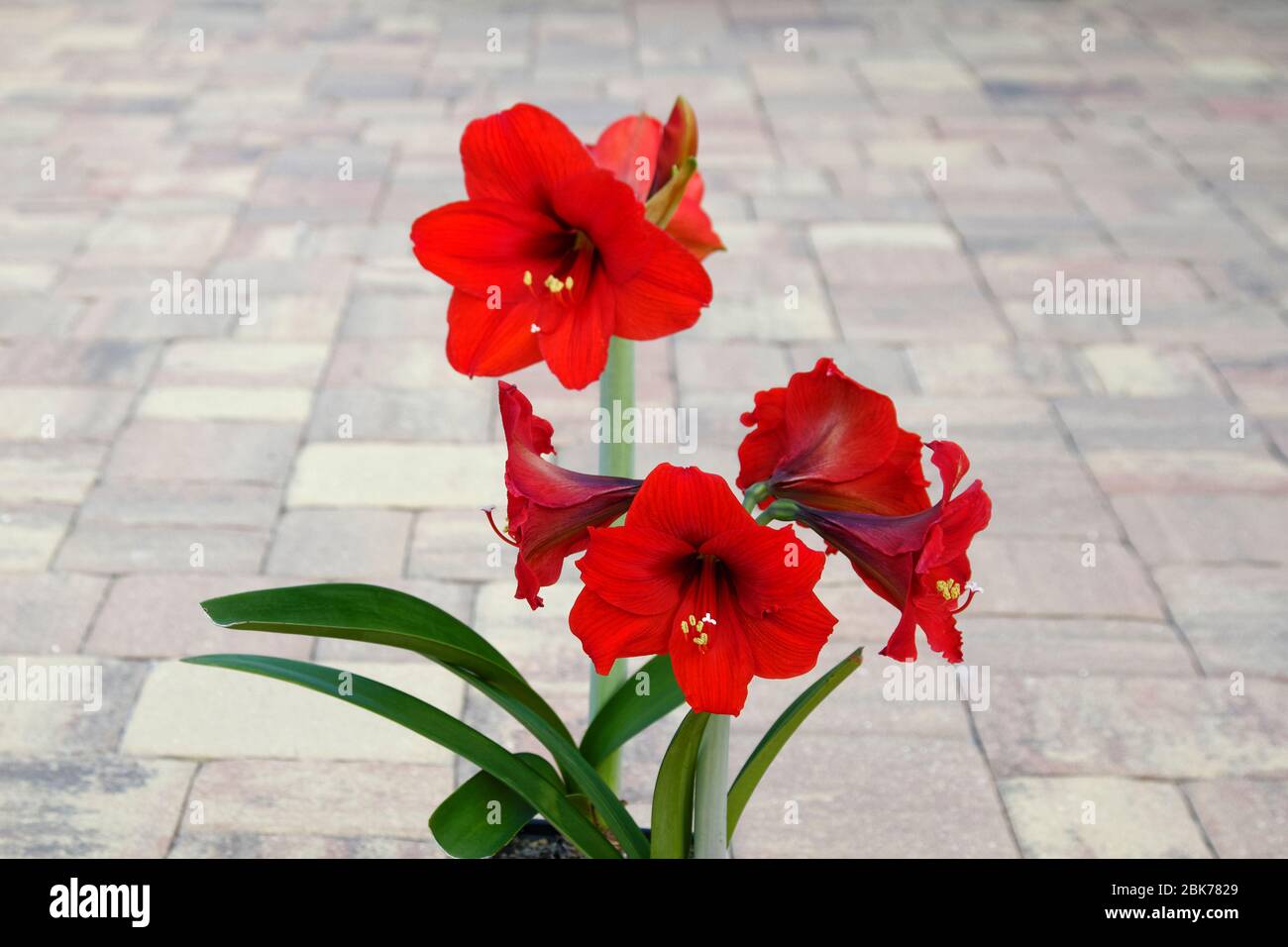 Longue tige avec des fleurs Banque de photographies et d’images à haute résolution Alamy