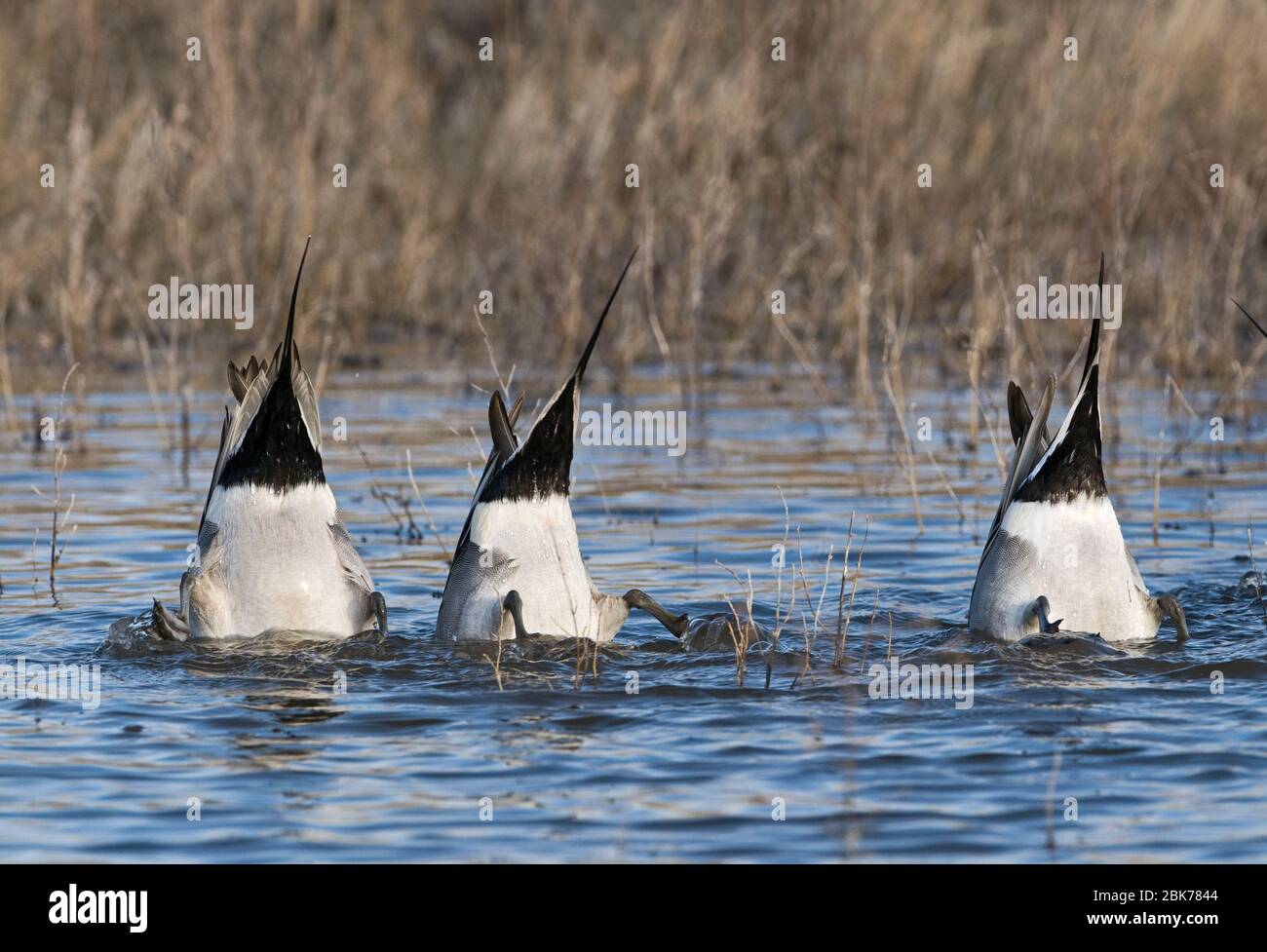 Pintail Anas acuta drakes dabbling Bosque del Apache New Mexico USA Janvier Banque D'Images