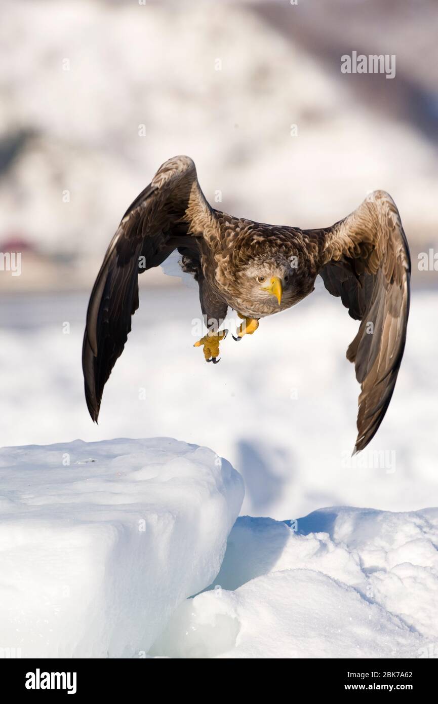 Aigle à queue blanche (aigle marin) Haliaetus albicilla adulte sur la banquise Nemuro Channel Hokkaido Japon (Remarque : ceci est identique aux aigles de mer trouvés dans l'ue Banque D'Images
