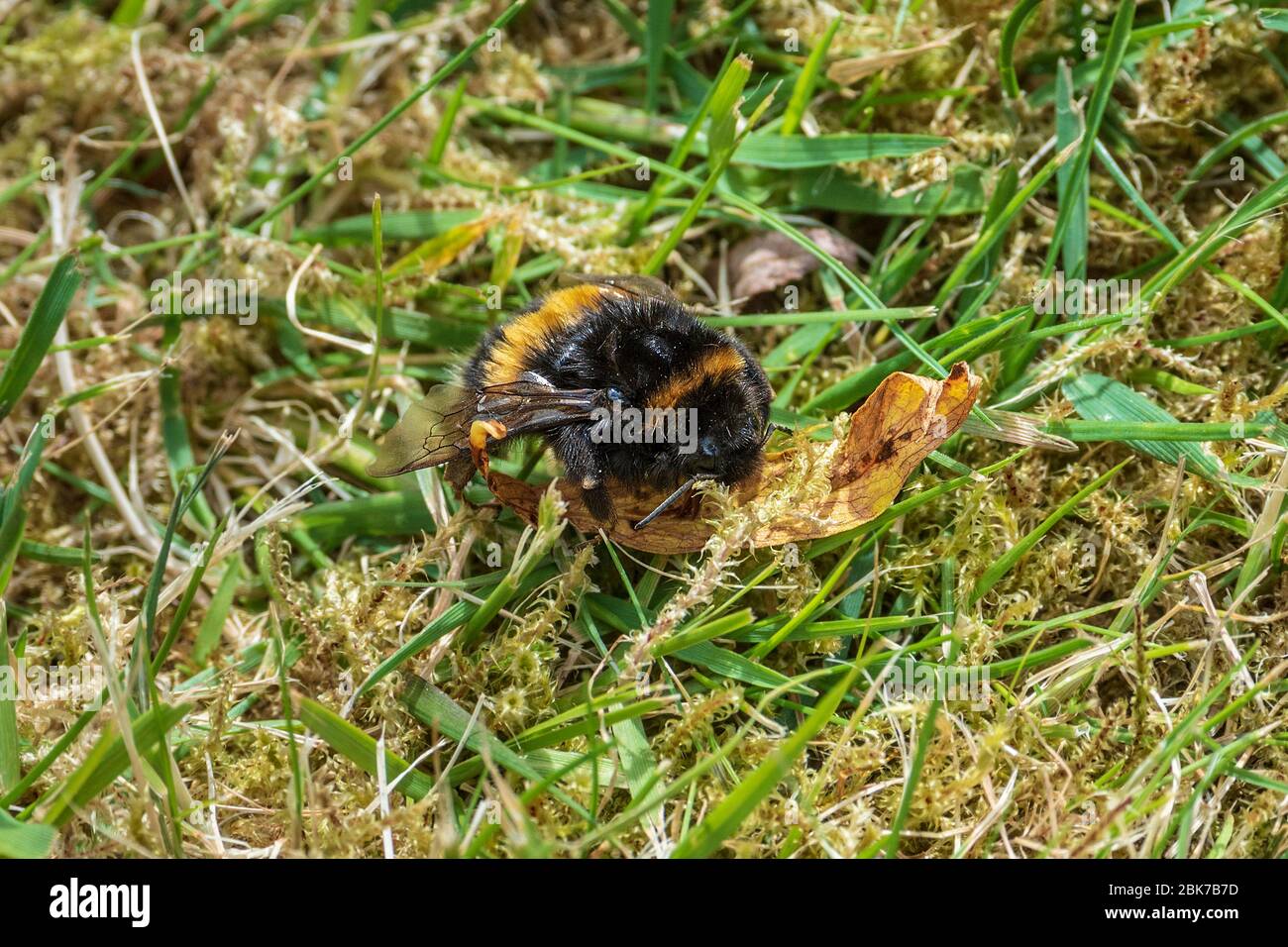 Abeille bosselée dans l'herbe. Banque D'Images