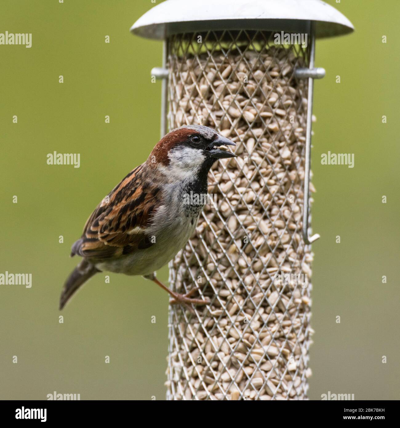 Un mâle Moineau domestique ( Passer domesticus ) au Royaume-Uni Banque D'Images