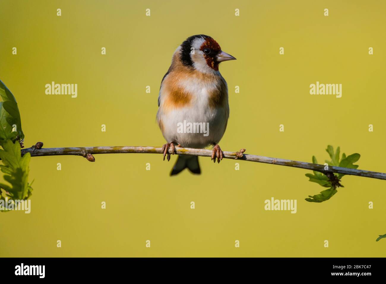 Un Chardonneret jaune (Carduelis carduelis) au Royaume-Uni Banque D'Images