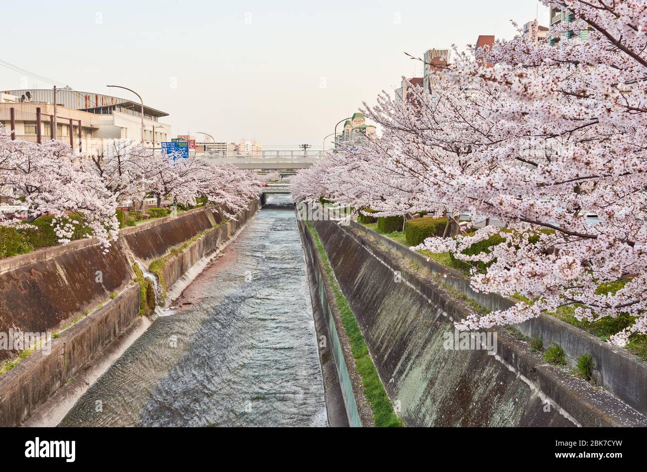 Le parc Cherry Blossoms de la rivière Ikutagawa est situé à côté de la gare JR Shin-Kobe, à Kobe, au Japon Banque D'Images