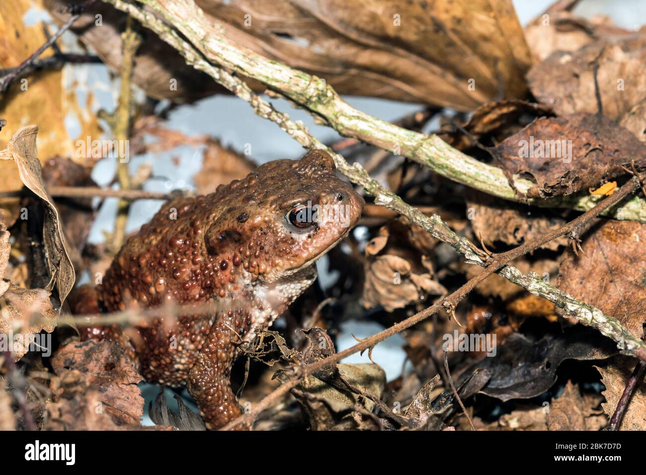 Macro image, crapaud, bufo bufo, camouflage parmi les feuilles mortes et les brindilles qui se trouvent sur le sol. Banque D'Images