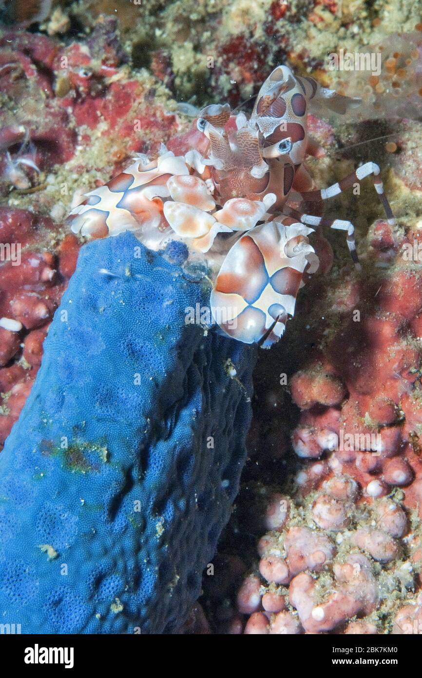 Harlekingarnele (Hymenocera picta) frisst Blauen Seestern (Linckia laevigata), Andamanensee, Thaïlande Banque D'Images