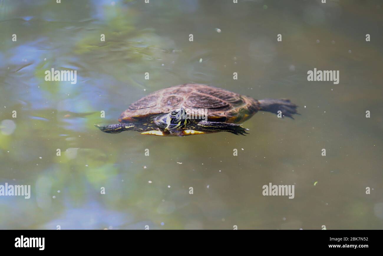 Londres, Royaume-Uni. 2 mai 2020 une tortue à ventre jaune (Terrapin à ventre jaune), glisseur, vivant sauvage dans la rivière Duke of Northumberland (affluent de la Tamise), derrière le terrain de rugby de Twickenham, West London Credit: Andrew Fosker / Alay Live News Banque D'Images