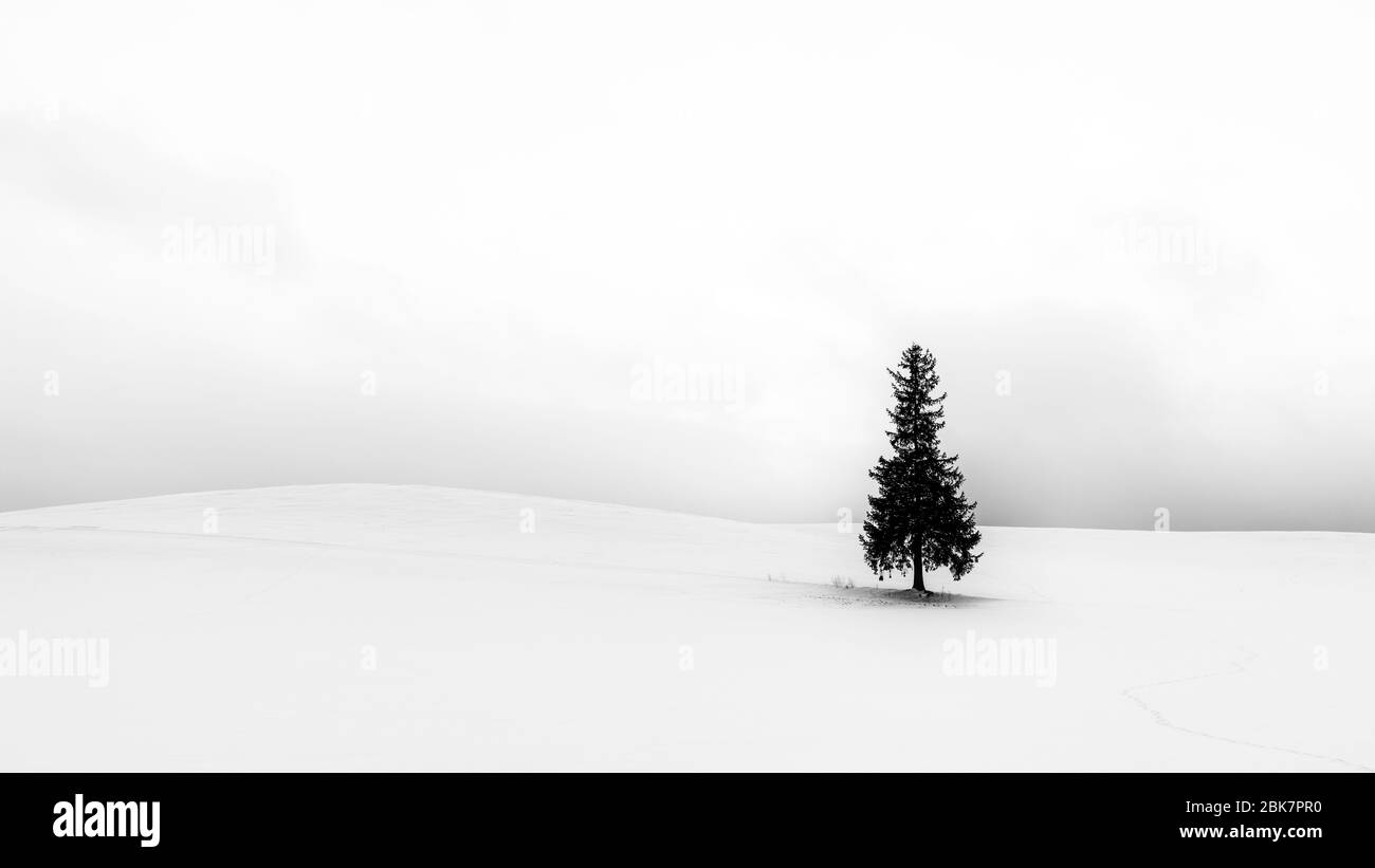 Lone Christmas Tree, Clouds and Snow, Biei Landscape, Hokkaido, Japon Banque D'Images