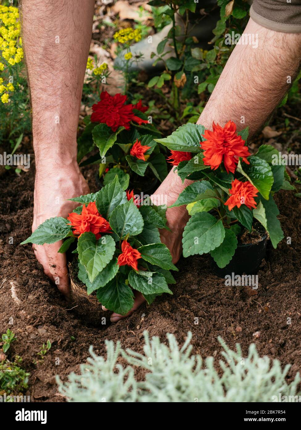Jardinier plantant de sauge écarlate (Salvia Splendens) dans une frontière. Banque D'Images