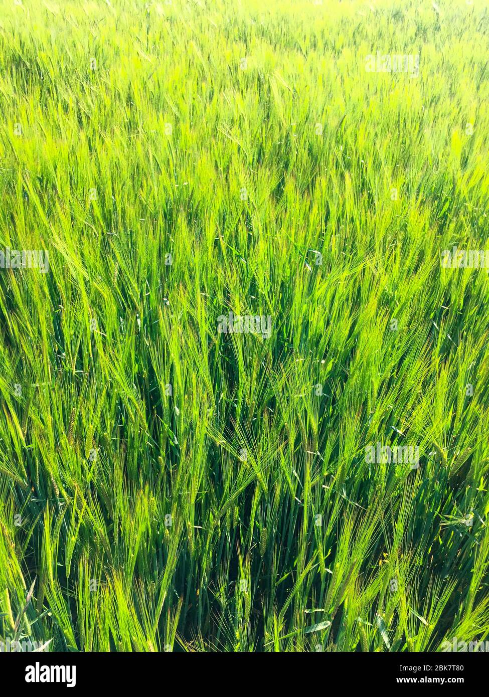 Magnifique champ de blé vert avec la lumière chaude du soleil, le jour du printemps. Banque D'Images