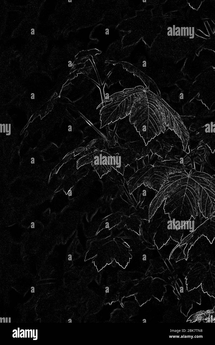 Sycamore quitte abstrait Banque D'Images