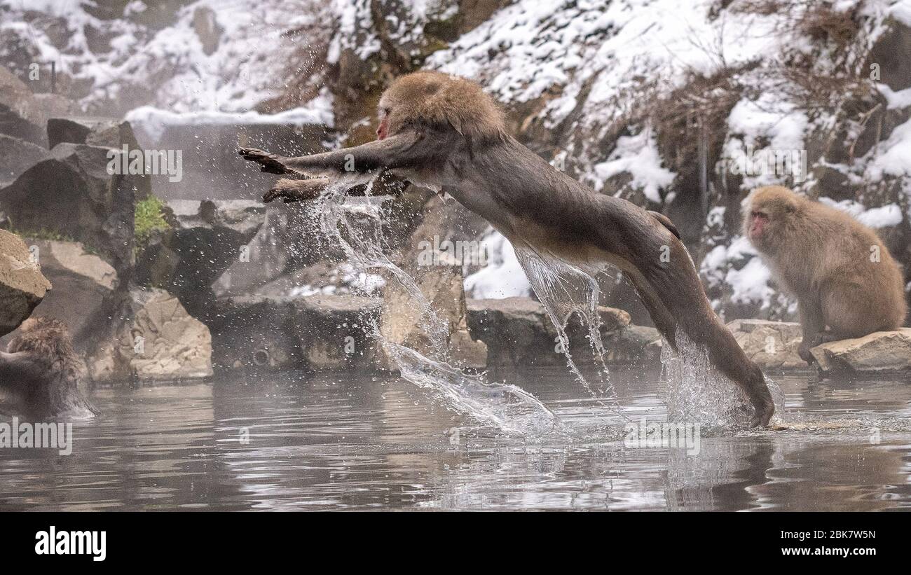 Saut de singe de neige, Parc des singes de Jigokudani, Japon Banque D'Images