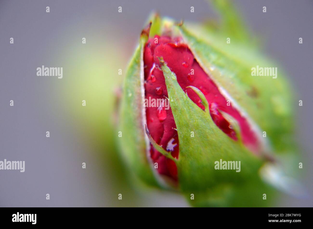 Gros plan macro gouttes de pluie sur les roses rouges de bourgeon Banque D'Images